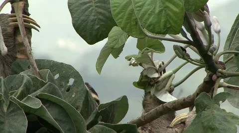 Brown-throated three-toed Sloth move up rainforest canopy eating flower Video stock 55047811