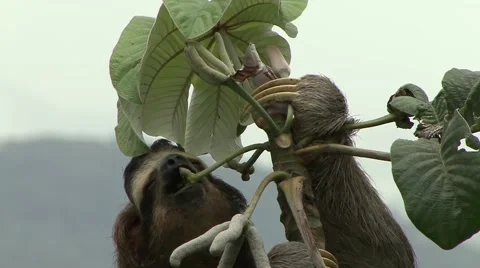 Brown-throated three-toed Sloth eat flower in lowland rainforest canopy Stock Footage 55047819