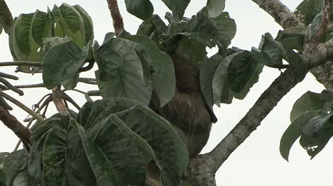 Brown-throated Three-toed Sloth hide from rain under leaves in rainforest Stock Footage 55047882