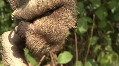 Brown-throated Three-toed Sloth scratch head and body hanging upside down Video stock 55047939