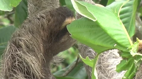 Brown-throated Three-toed Sloth hang in tree eating on leaf Stock Footage 55524051