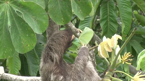 Brown-throated Three-toed Sloth hang in tree eating on leaf Stock Footage 55524055