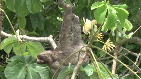 Brown-throated three-toed Sloth move slowly smelling leaves in rainforest canopy Stock Footage 55525115