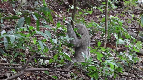 Brown-throated three-toed Sloth sit on rainforest floor going to toilet Stock Footage 158808422