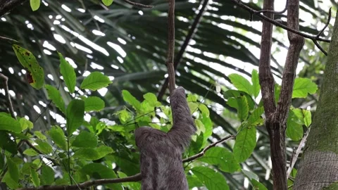 Brown-throated three-toed Sloth climb rainforest tree close up Stock Footage 158937176