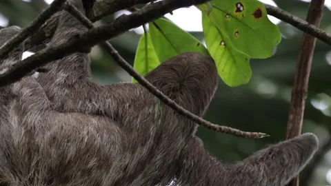 Brown-throated three-toed Sloth climb down rainforest tree close up Stock Footage 158937179