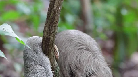 Brown-throated three-toed Sloth climb tree after being on toilet Stock Footage 158937190