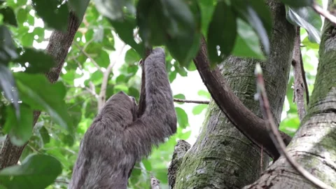 Brown-throated three-toed Sloth climbing rainforest tree close up Stock Footage 158937202
