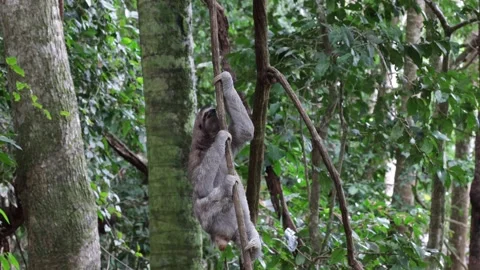 Brown-throated three-toed Sloth climbing tree after being on toilet Stock Footage 158937212