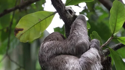 Brown-throated three-toed Sloth climbing up rainforest tree portrait Stock Footage 158937231