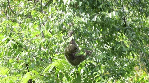 Brown-throated three-toed Sloth feeding in rainforest tree on a sunny day Stock Footage 158937233
