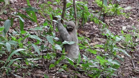 Brown-throated three-toed Sloth making toilet on rainforest floor close up Stock Footage 158937251