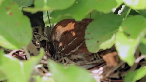 Brown Thrush on its Nest Up Close - 4K - 30FPS Stock-Footage 310945923