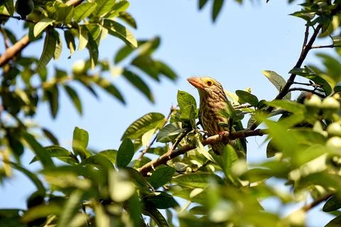 Brown Thrush Perched On Green Tree Branch Under A Blue Sky In Bright Sunshine Stock Photos