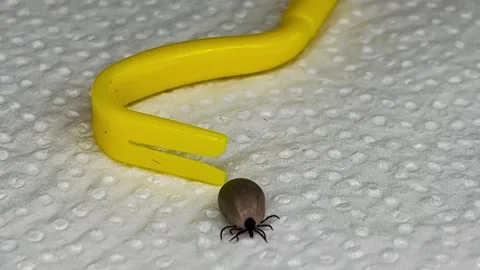 Brown tick removed dog crawling against yellow tick hook encephalitis tick Stock Footage 308969113