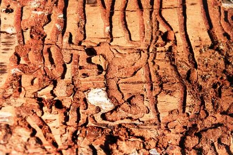 Brown tileable texture of the old tree Stock Photos