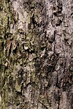 Brown tileable texture of the old tree. Seamless tree bark background Stock Photos