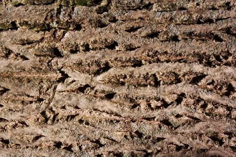 Brown tileable texture of the old tree. Seamless tree bark background Stock Photos