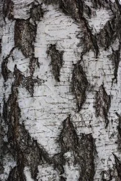 Brown tileable texture of the old tree. Seamless tree bark background Stock Photos