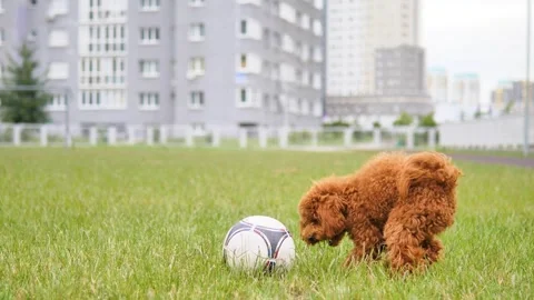 Brown tiny dog kicks soccer ball on grass outside illustrating sweetness of pets Stock Footage 278118336
