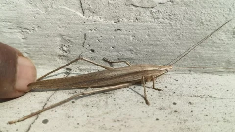 Brown tipped Conehead katydid resting on a textured white wall. Stock Footage 325516802