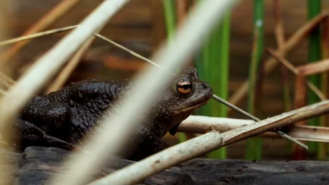 Brown toad on balk close up Stock Footage 90086675