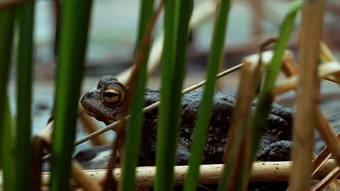 Brown toad beside lake close up Stock Footage 90086540