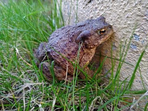 Brown toad closeup on green grass near the wall Stock Photos