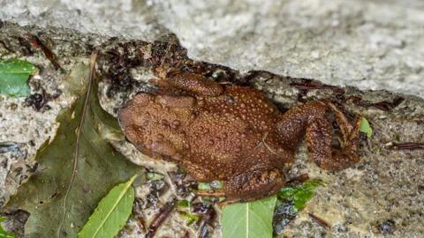 Brown Toad enjoying the wet Stock Photos