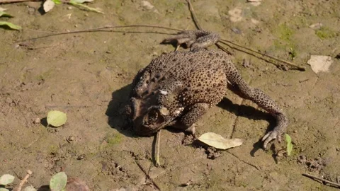 Brown Toad Stock Footage 333913429
