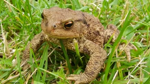 Brown toad (frog) looks around and opens her mouth.Bufo bufo. Stock Footage 63393733