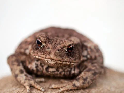 Brown toad Stock Photos