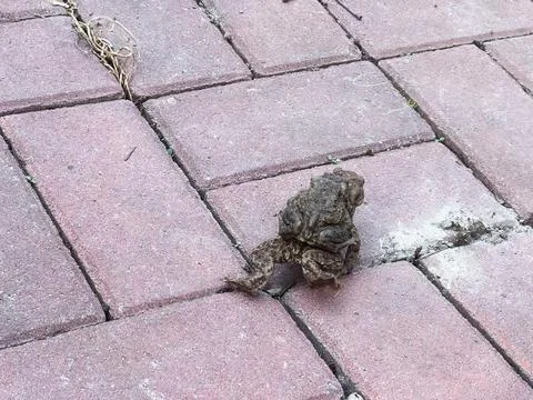 Brown toad on a red brick pathway surrounded by scattered debris Stock Photos