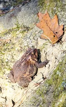 Brown Toad Resting on Forest Floor Beside Autumn Leaf Stock Photos