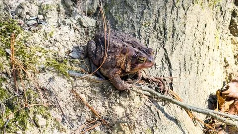 Brown Toad Resting on Forest Ground Beside Tree Roots Stock Photos