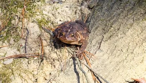 Brown Toad Resting on Tree Roots in Autumn Sunlight Stock Photos