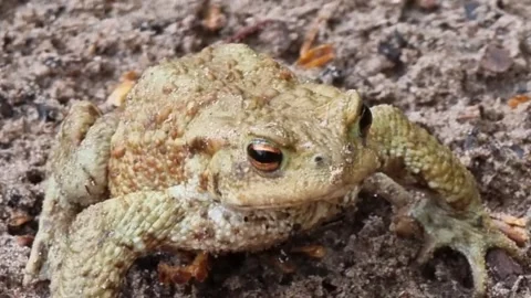 A brown toad sits on a pointed knee. Stock Footage 302445463
