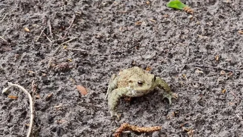 A brown toad sits on a pointed knee. Stock Footage 302445464
