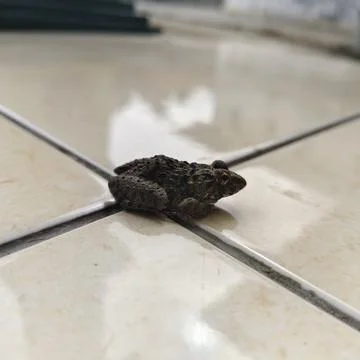 Brown toad sitting on shiny beige tiled floor indoors Stock Photos