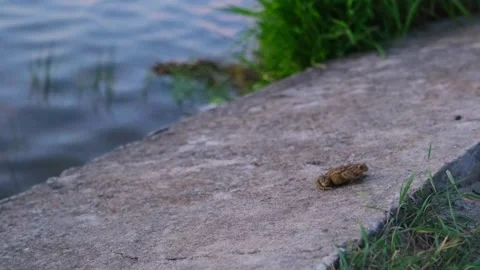 Brown toad sitting on a stone path near the water. Small amphibian animal Stock Footage 340356744