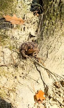 Brown Toad Sitting at Tree Base Among Roots and Autumn Leaves Stock Photos