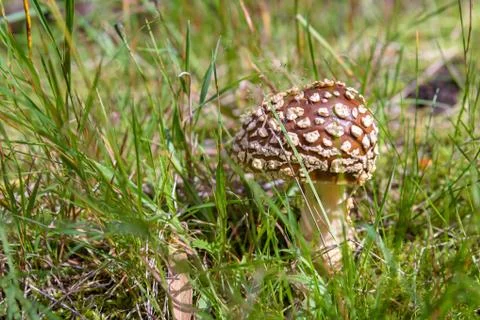 Brown toadstool in a forest Stock Photos