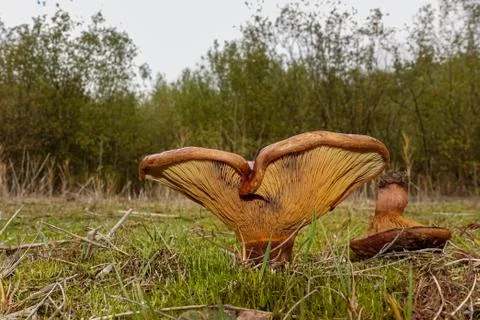 Brown toadstool in a meadow Stock Photos
