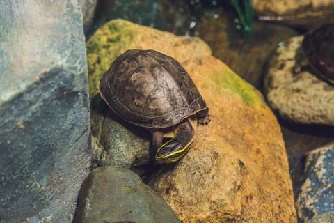 Brown tortoise walking on stone surface closeup Foto stock