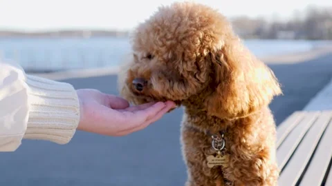 A brown toy poodle is hand fed against the backdrop of the embankment Stock Footage 307738933
