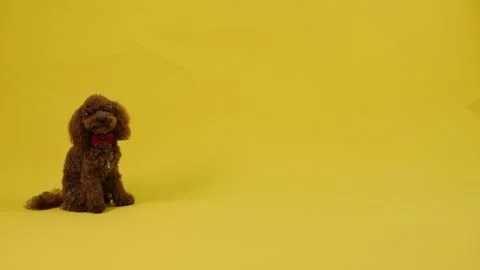 Brown toy poodle sits on bright yellow background and looks around Stock Footage 301424611