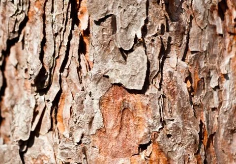 Brown tree bark close view 스톡 사진