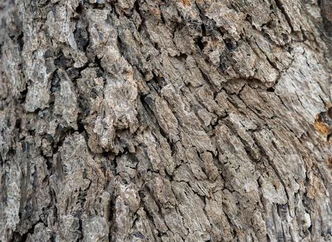 Brown tree bark macro close up texture background. Old Wood Tree Texture Ba.. Stock Photos