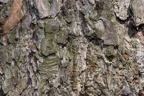Brown tree bark macro closeup texture background commonly known as pine, stoc Stock Photos