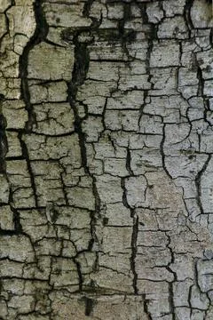 Brown tree bark in nature Stock Photos